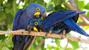 O wie schön sind Panamabäume – für die seltenen Hyazinth-Aras