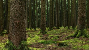 Wie ich auszog, die Natur zu erkunden und meine innere Wahrheit zu finden