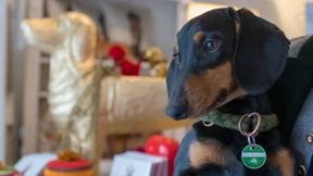 Wackeldackel, Waldi und Co.