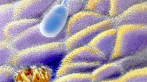 Heldenhafte Spermien und wachgeküsste Eizellen