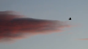 Aus seinem Nabel lässt sich Bourbon trinken