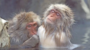 Die erstaunliche Winterdiät der Schneeaffen