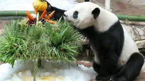 Panda tot, Chinesen sauer