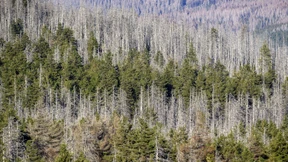 Waldschäden nehmen rasant zu