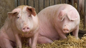 Von Menschen und Schweinen