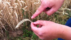 Einkommen der Landwirte sinken