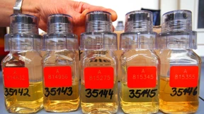 Sportler sollen Dopingsünder anzeigen