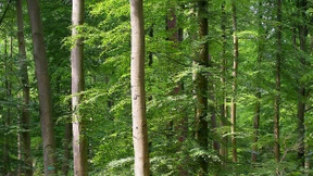 Streit um Holzkohlefabrik