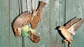 Wie Tierliebe die Kassen klingeln lässt