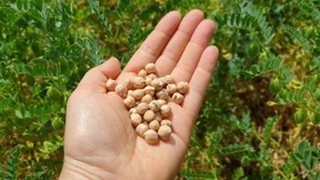 So werden getrocknete Kichererbsen schön weich