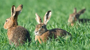 Keine Bange um den Feldhasen