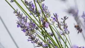 Amethyste kommen aus der Eso-Ecke