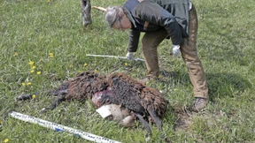 Dem Wolf auf der Spur