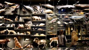 Miniaturen des Weltganzen