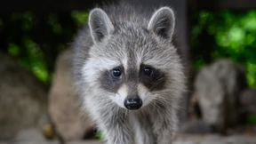 Biologen fordern Jagd auf Waschbären