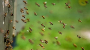 Performance gegen Insektensterben