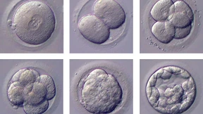 Hinfort mit der Männlichkeit