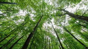 Das Zifferblatt der Wiese