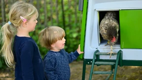Hennen mit Haus zu vermieten