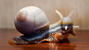 Ritt auf der Schnecke