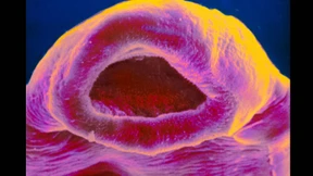 Was einen gefährlichen Parasiten genetisch flexibel macht