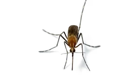 Wird Island jetzt von Steckmücken erobert?