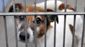 Warten auf ein Herrchen