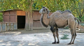 Ein ganzes Leben im Frankfurter Zoo