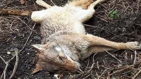 Wolf in Wiesbaden offenbar in Zug gelaufen und verendet