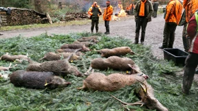 Grimmig gucken kein Abschussgrund