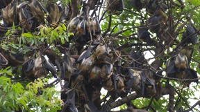 Flughunde, die Mundart reden