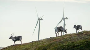 Oberstes Gericht in Norwegen erklärt zwei Windparks für unzulässig