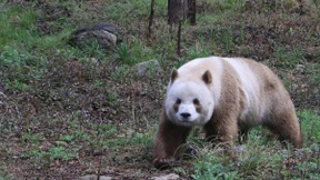 Warum es „Kakao-Pandas“ gibt