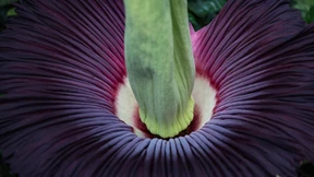 Stinkende Riesenblume blüht – für ganze drei Tage