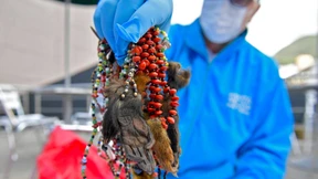 Illegaler Handel mit exotischen Tierteilen