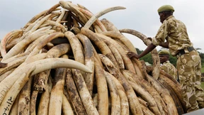 Kenia will über 100 Tonnen Elfenbein verbrennen