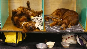Mysteriöser Tod von Irish Setter nach Hundeschau