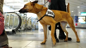 1,3 Kilo Kokain geschluckt