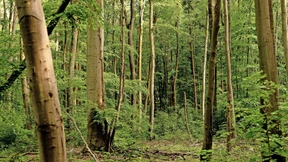 Schäden an vier von fünf Bäumen