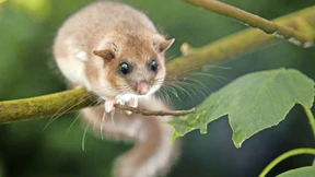 Woher hat der Siebenschläfer eigentlich seinen Namen?