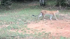 In der Wildnis Sri Lankas