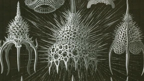 Marx war ein Fan von Darwin