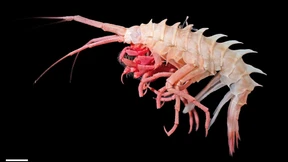 Artenvielfalt der arktischen Ozeane ist größer als gedacht