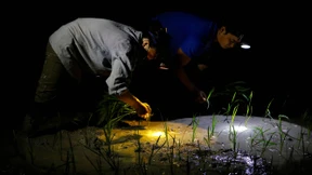 Reisbauern in Vietnam arbeiten jetzt nachts