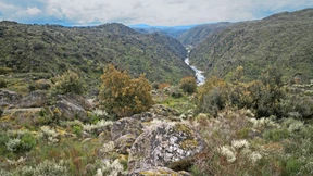 Geier als Polizei, Pferde als Feuerwehr