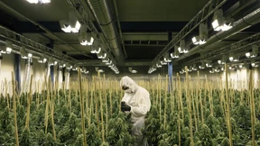 Droge der Gutverdiener