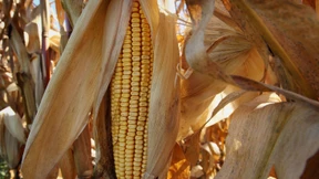 Zocken mit dem täglich Brot Teil 1: Frankfurt