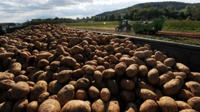 Wetter macht Landwirtschaft zu schaffen
