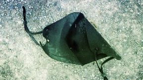 Was von der Maske bleibt