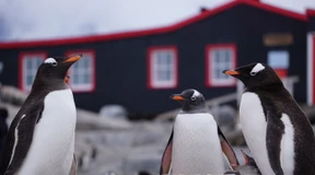 Saisonarbeiter für Pinguinzählen in der Antarktis gesucht